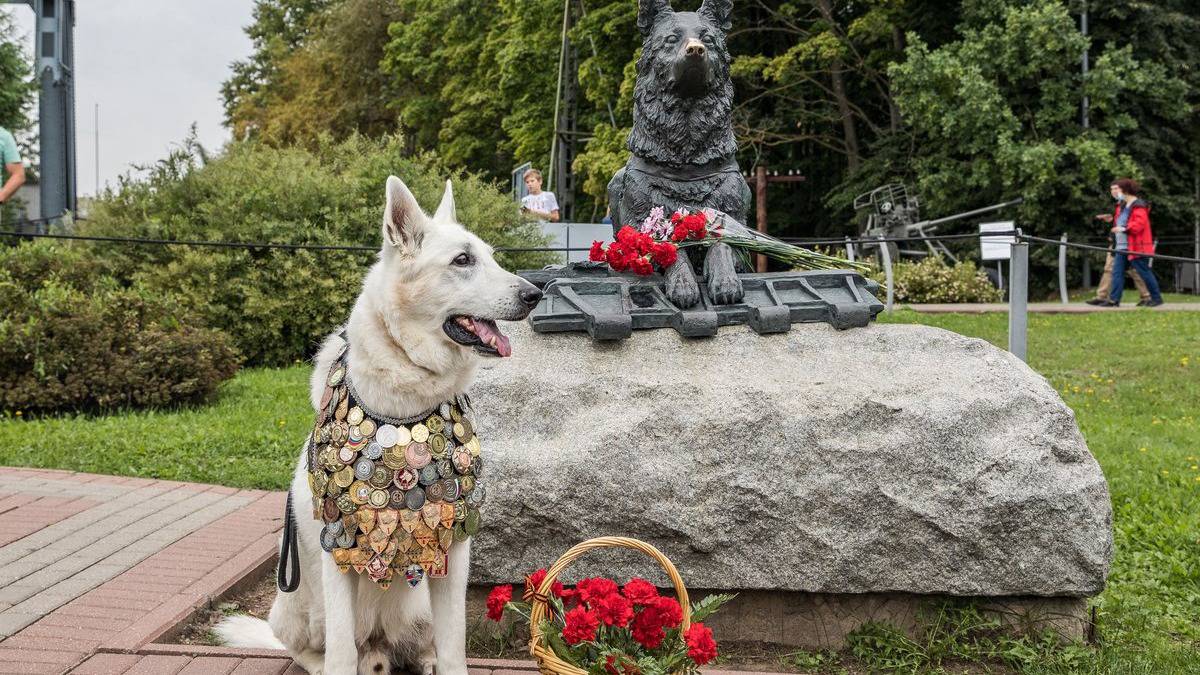 Семейный фестиваль «День фронтовой собаки» пройдет в Музее Победы