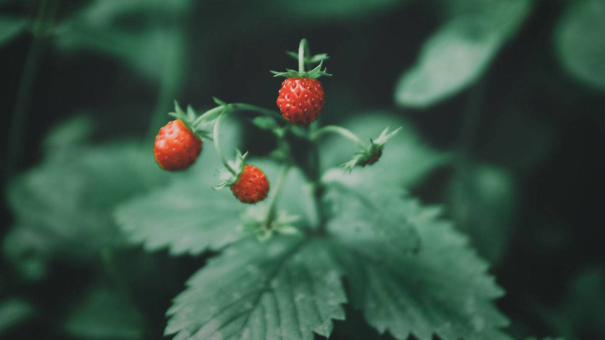 Диетолог Соломатина назвала сезонную ягоду, замедляющую старение и нейтрализующую раковые клетки