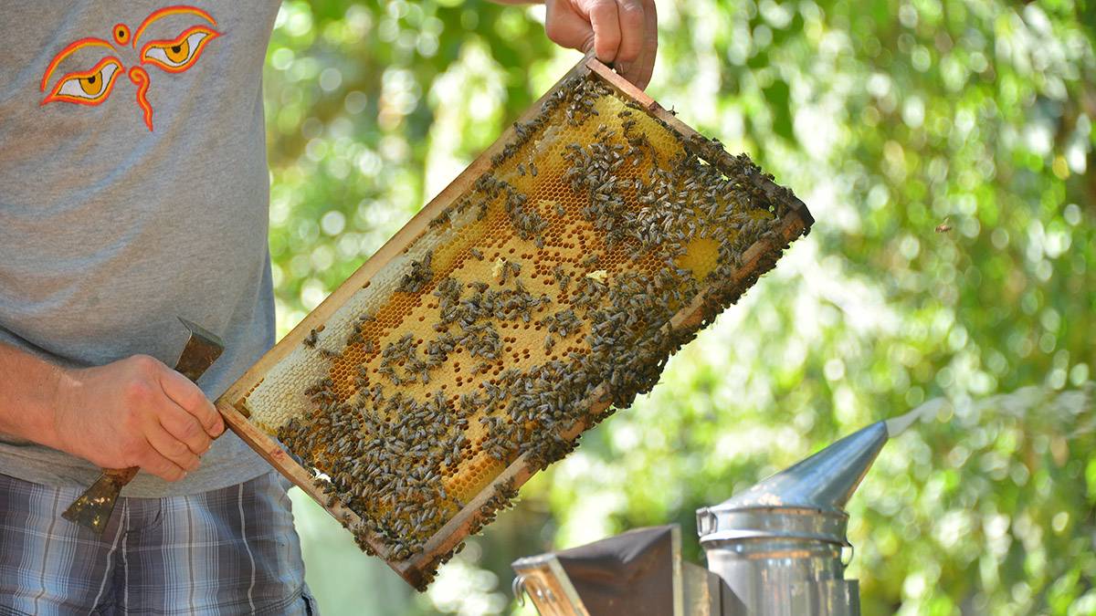 Аллерголог Ботиров рассказал, что делать при укусе пчелы