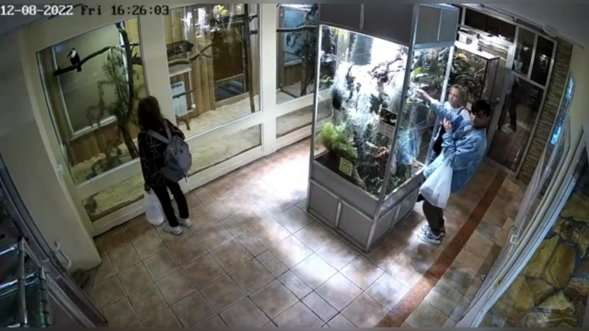 Мужчина украл редкую ящерицу из зоопарка в Санкт-Петербурге. Видео