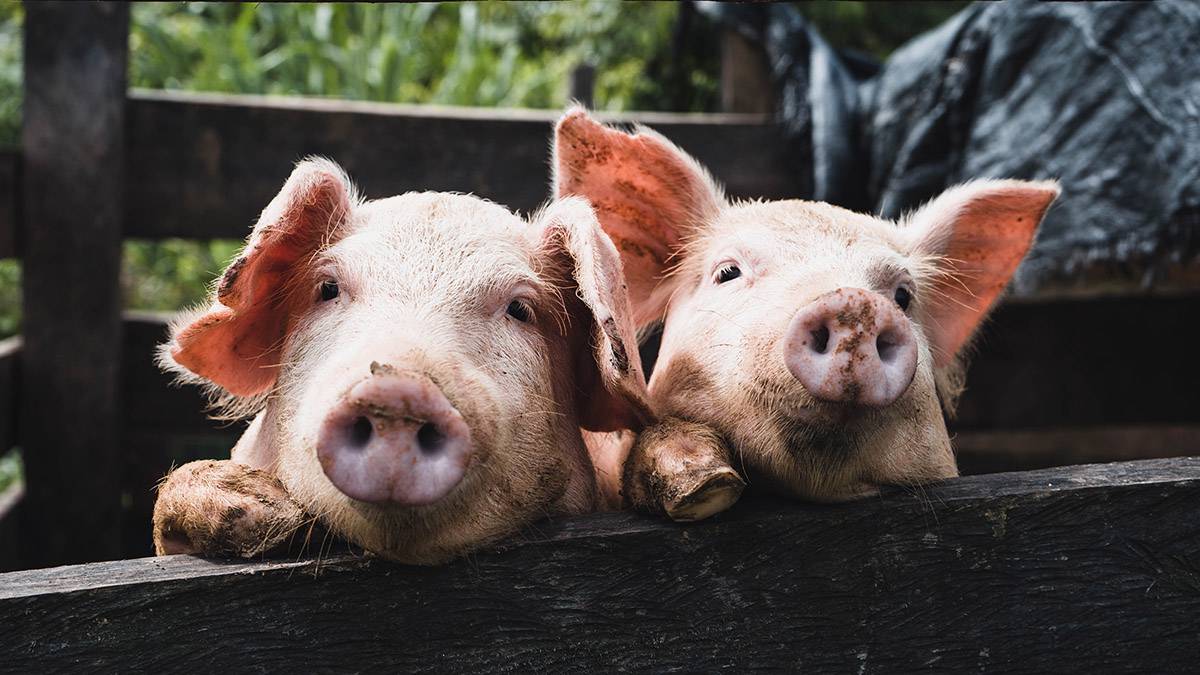 Очаг африканской чумы свиней обнаружили в Приморье
