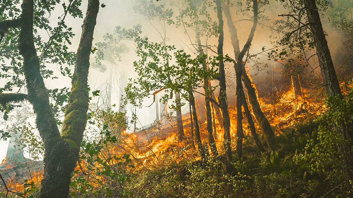 Режим ЧС из-за лесных пожаров ввели в Курганской области