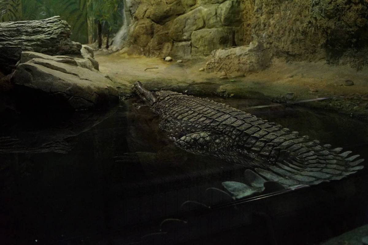 Опекаемого «Московским паркингом» крокодила назвали Паркуша