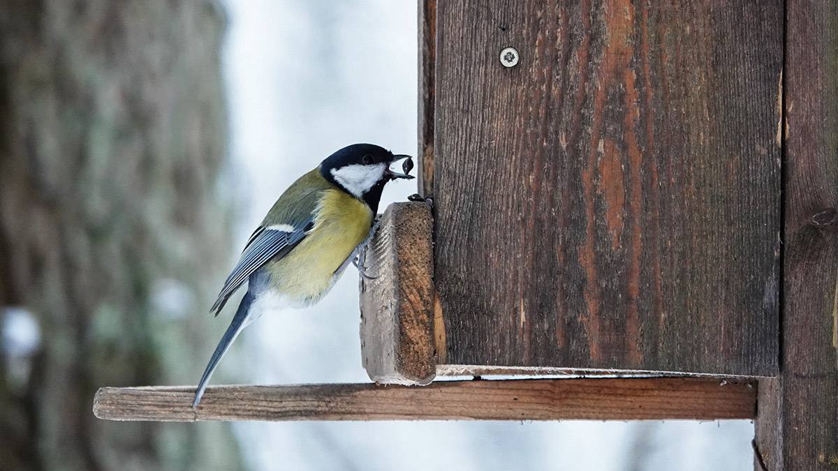 Сотрудники Мосприроды расскажут, как правильно кормить птиц