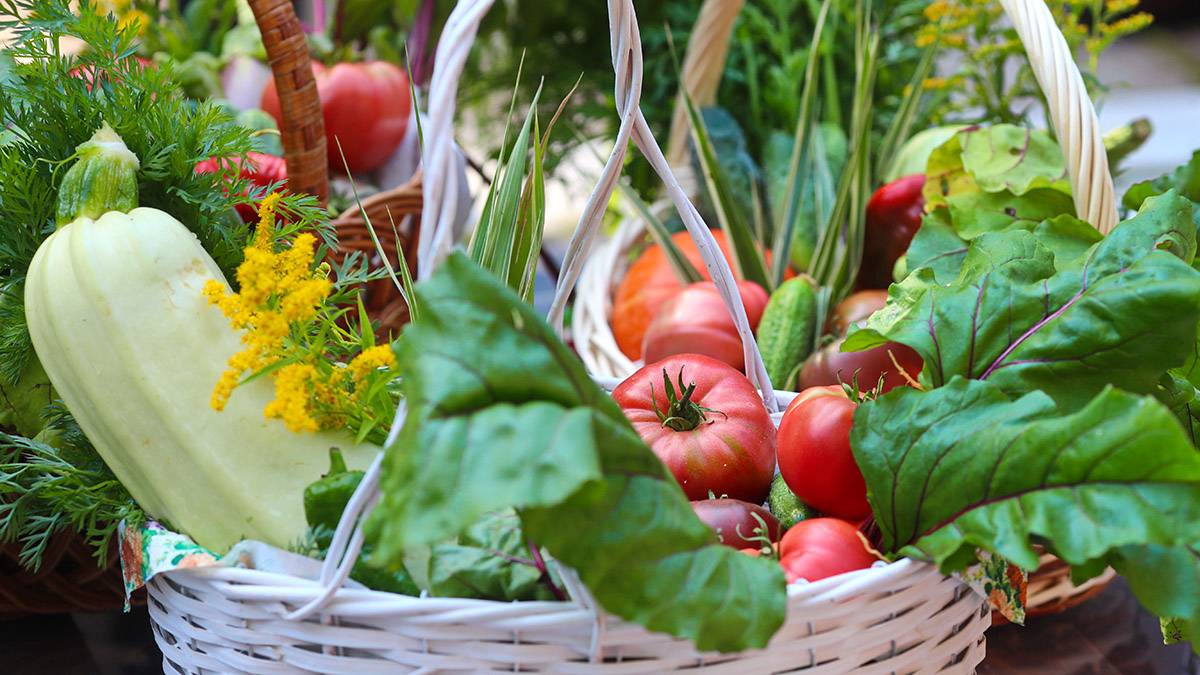 Овощи могут резко подорожать: сколько будут стоить огурцы и помидоры осенью