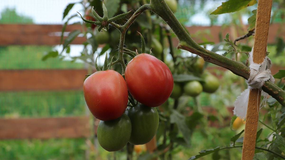 Садоводам дали советы, когда поливать огурцы и помидоры