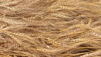 Еще три страны перестали покупать пшеницу у России