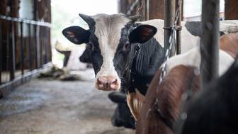 «112»: Брянский суд взыскал с компании 700 тысяч рублей после ДТП с коровой