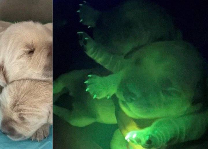 В Южной Корее родились два светящихся лабрадора