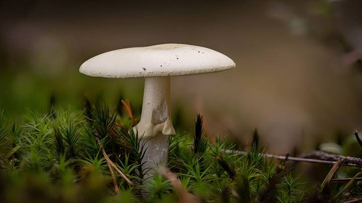 Эксперт рассказал, какие ядовитые грибы встречаются в лесах Ленобласти 