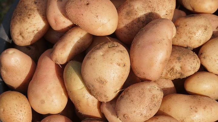 Сей и копай, будет ранний урожай: какие семена сажать зимой