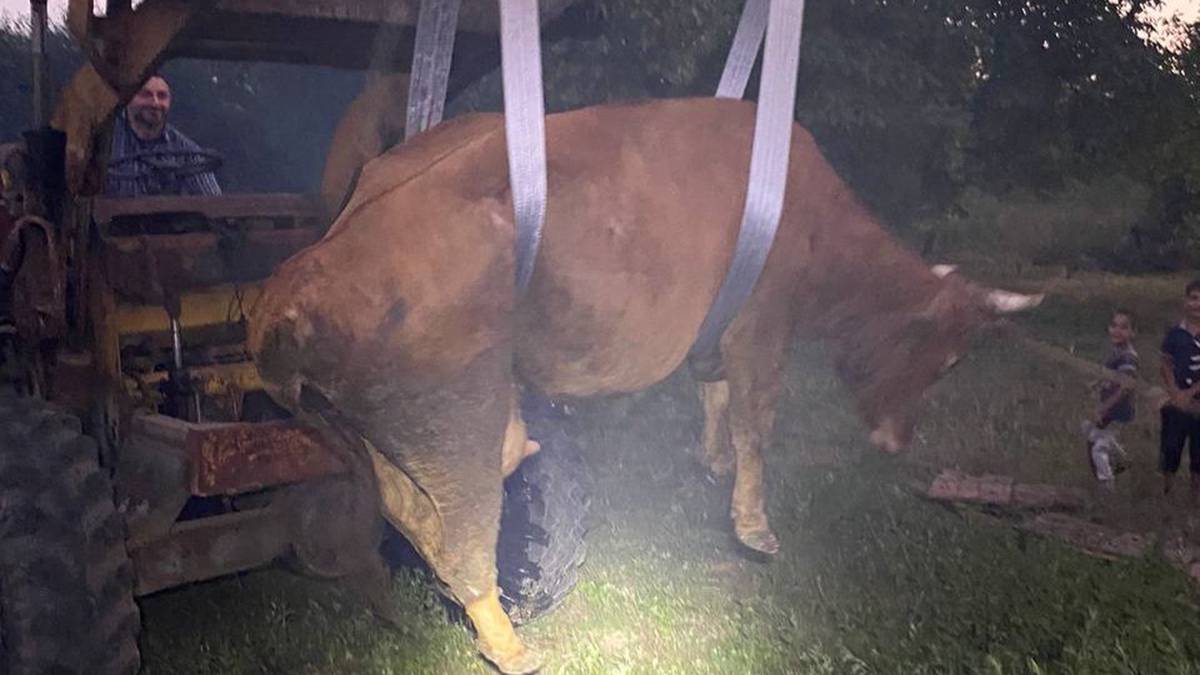 Спасатели вытащили корову, застрявшую в погребе