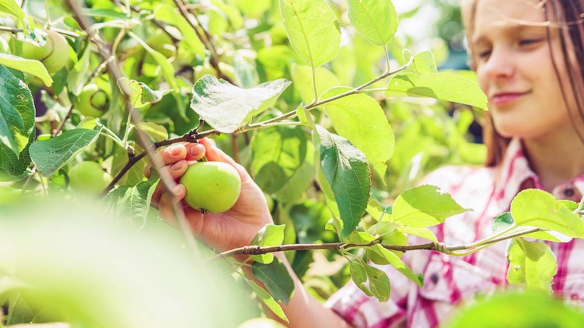 Расцветали яблони и дули: история и секреты садоводства