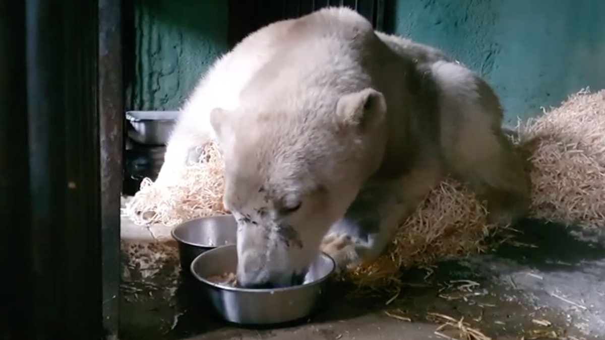 Белого медведя с Диксона отправили в ветеринарную клинику для проведения КТ