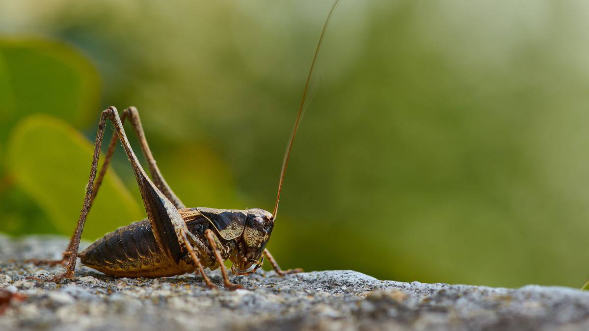 Паштет из сверчков: почему съедобные насекомые популярны в Европе