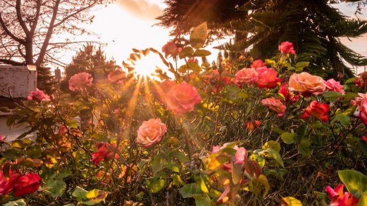 Сливу по осени сажают: наступило идеальное время для посадок деревьев и кустарников