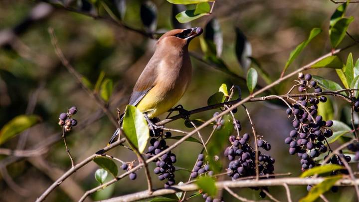 Сливу по осени сажают: наступило идеальное время для посадок деревьев и кустарников