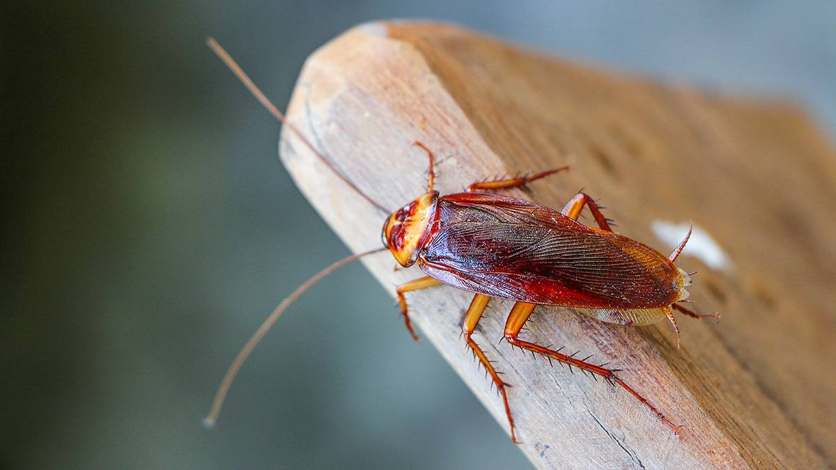 Врачи достали рыжего таракана из уха жителя Подмосковья