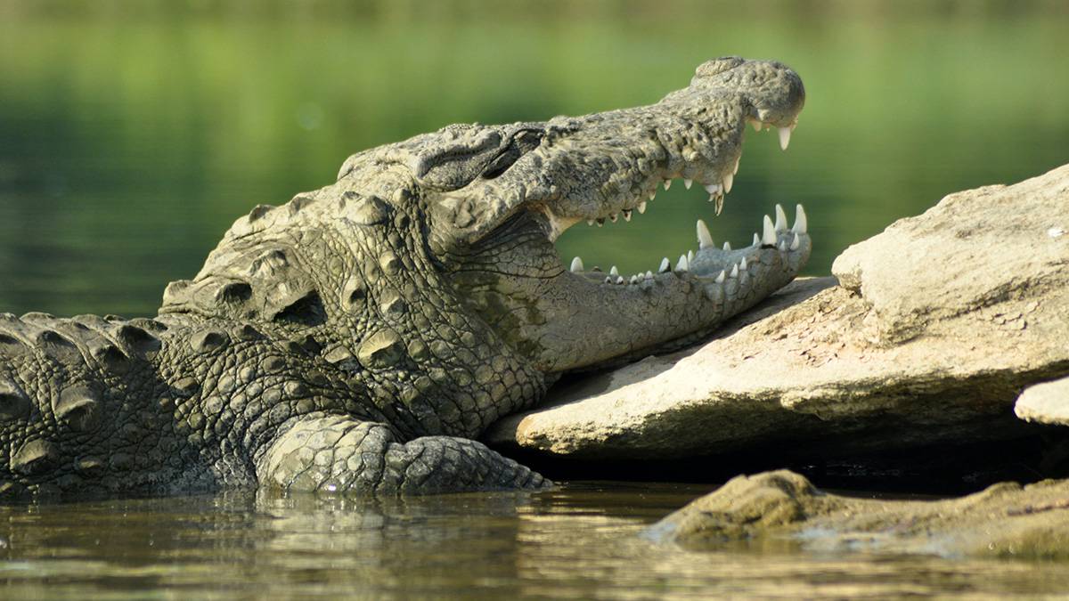 Крокодил на глазах у братьев утащил девятилетнюю девочку под воду в Индонезии