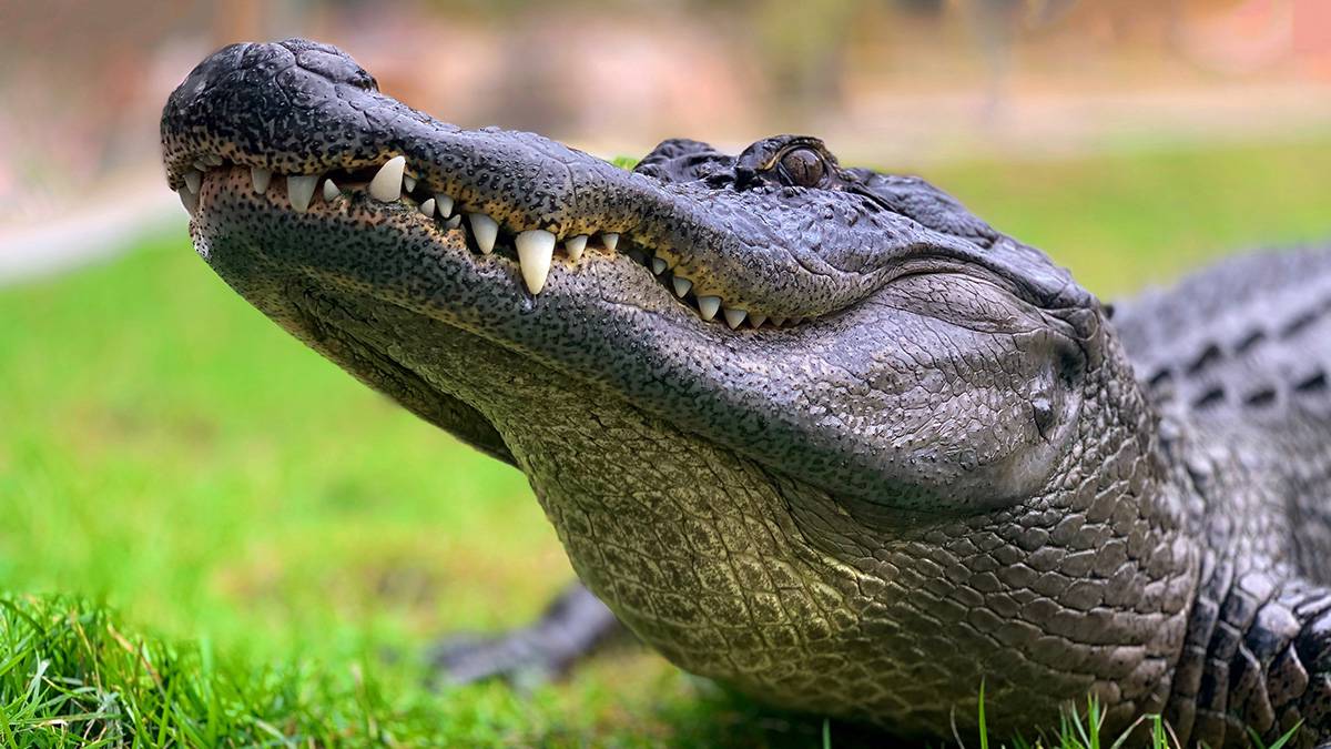 Живший в ресторане крокодиловый кайман поселился в Московском зоопарке
