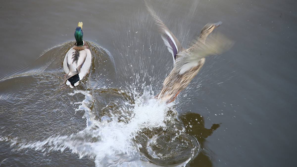 Москвичей пригласили поучаствовать в зимнем учете водоплавающих птиц