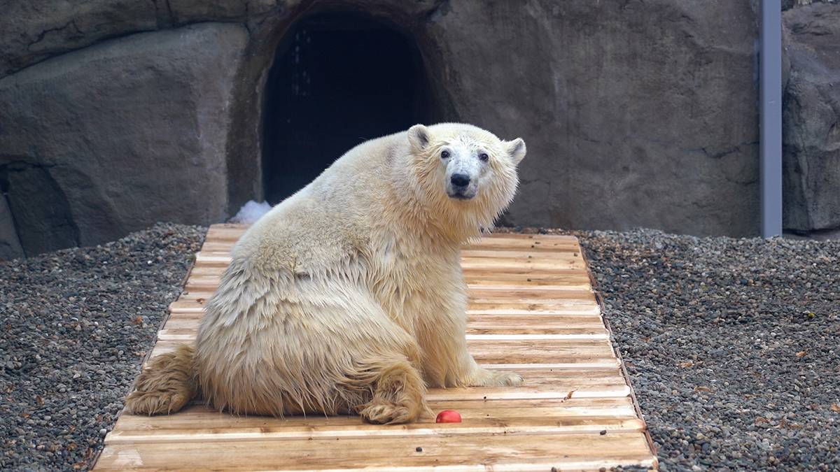 «В дикую природу он не вернется»: в Московском зоопарке рассказали о будущем медведя Диксона