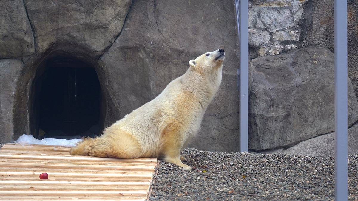 Московский зоопарк показал видео с «поющим» медведем Диксоном