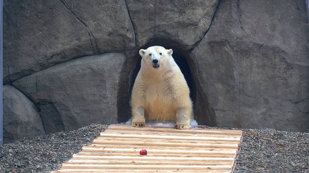 В Московском зоопарке рассказали, чем занимается медведь Диксон во время непогоды