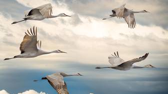 Женщина 40 лет носила костюм журавля, чтобы научить птенцов летать