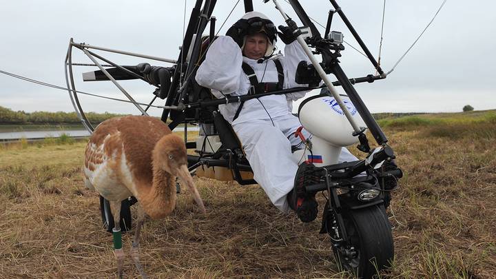 Проект «Полет надежды», цель которого показать выращенным в питомнике птицам маршрут перелета. Находясь за штурвалом мотодельтаплана, который птицы принимают за своего вожака, Владимир Путин совершил три полета – первый ознакомительный, а два других – с птицами, 2012 год / Фото: Администрация президента РФ Проект «Полет надежды», цель которого показать выращенным в питомнике птицам маршрут перелета. Находясь за штурвалом мотодельтаплана, который птицы принимают за своего вожака, Владимир Путин совершил три полета – первый ознакомительный, а два других – с птицами, 2012 год / Фото: Администрация президента РФ