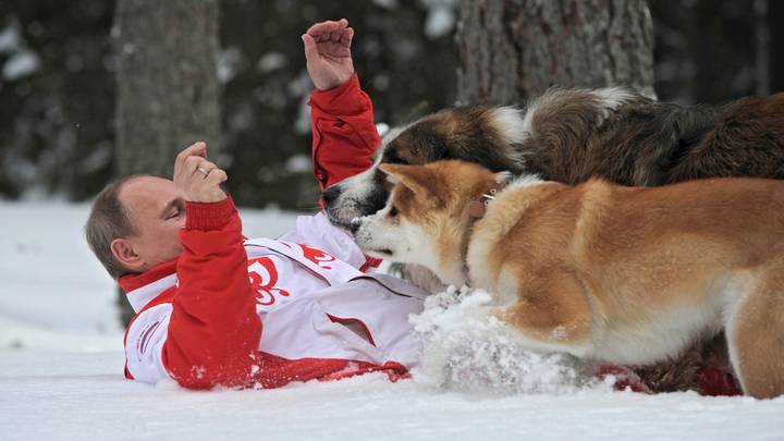 Владимир Путин с собаками Баффи и Юмэ на прогулке в Московской области, 2013 год / Фото: РИА Новости Владимир Путин с собаками Баффи и Юмэ на прогулке в Московской области, 2013 год / Фото: РИА Новости
