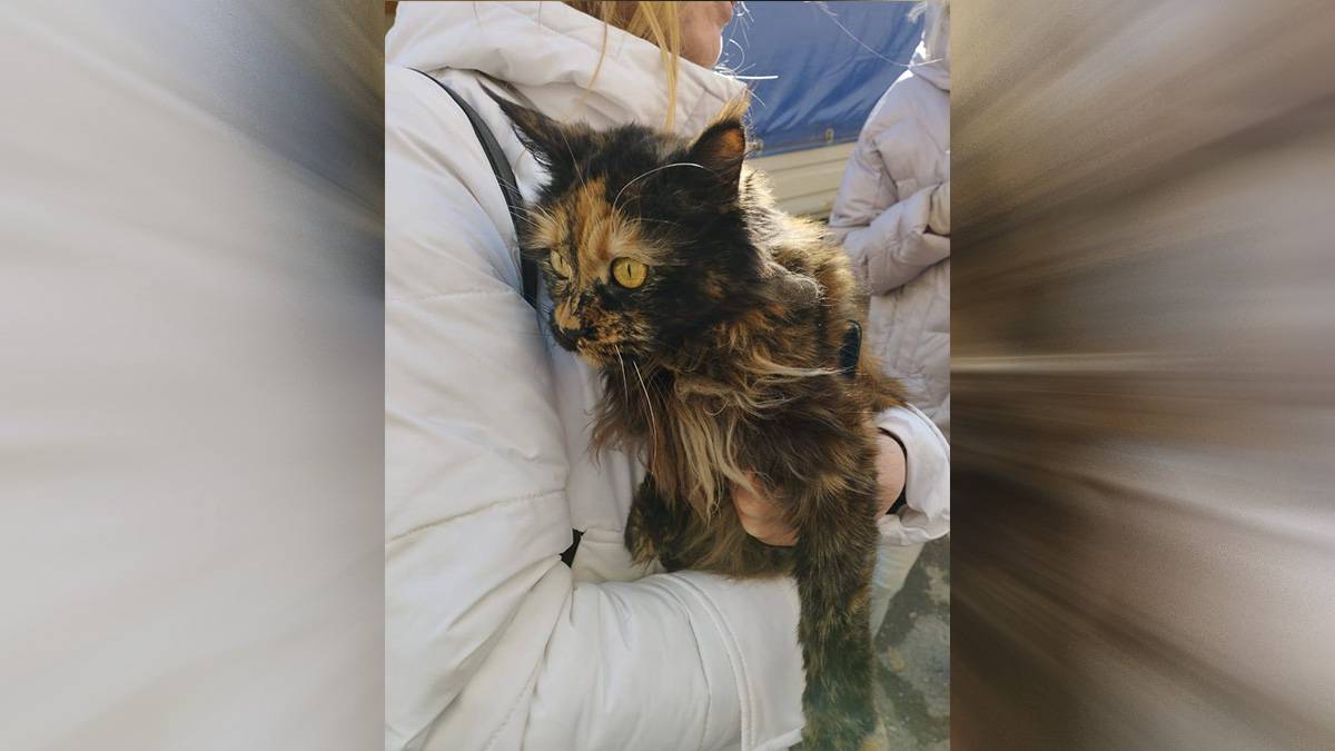 В Ейске нашли выжившую после падения самолета на дом кошку