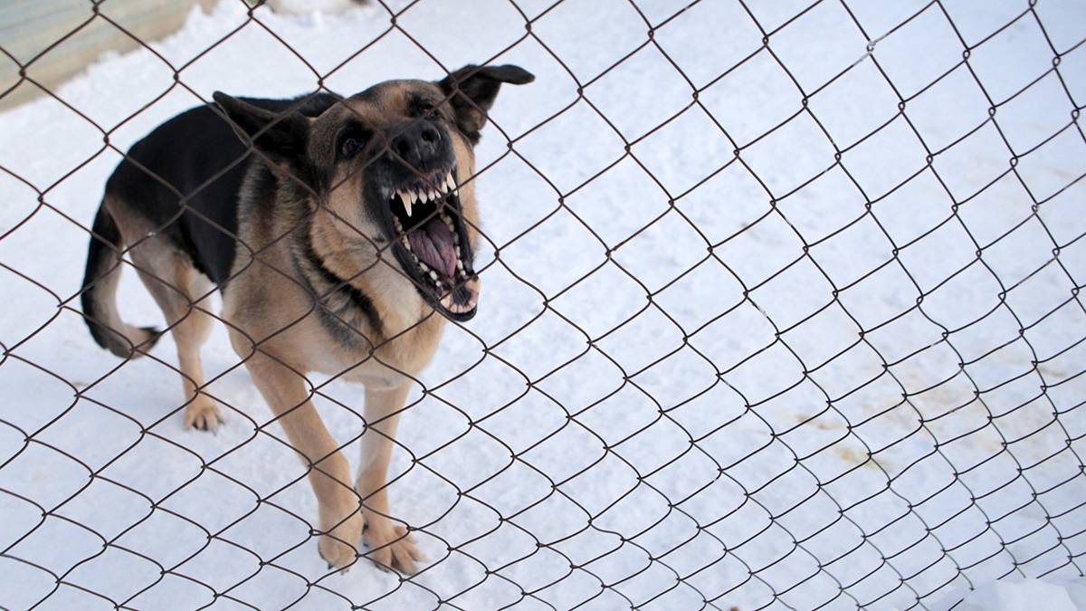 Кинолог Уражевский объяснил, как действовать при нападении бродячих собак