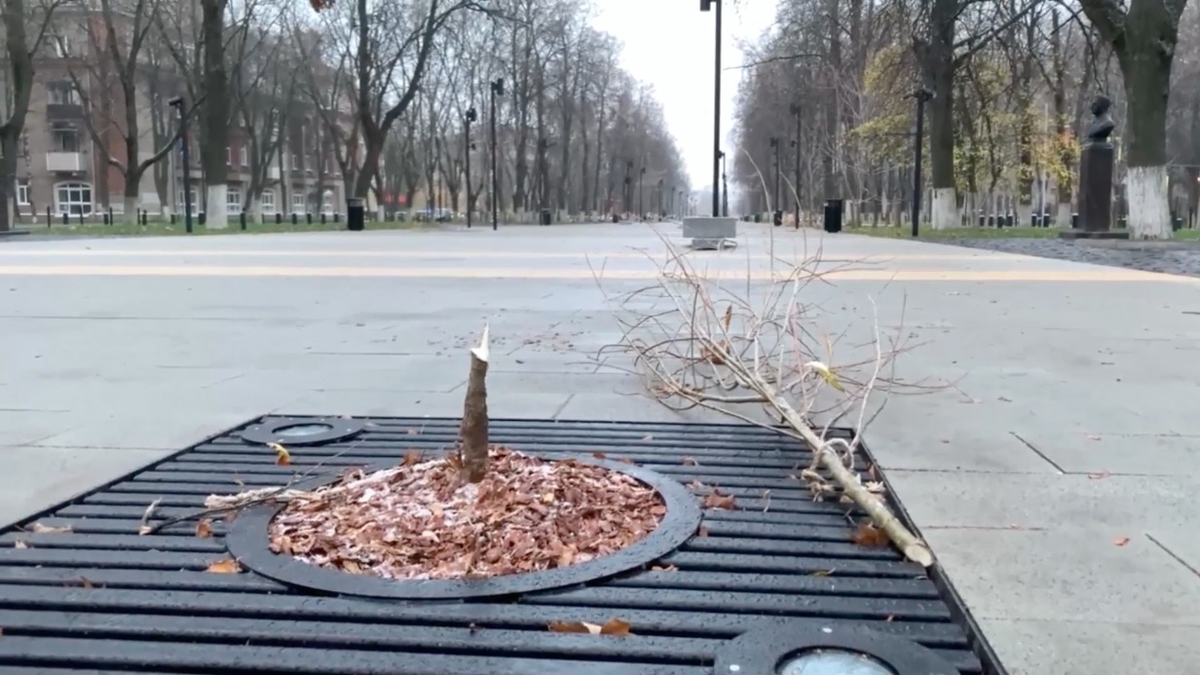 Вандалы срубили 10 молодых деревьев в сквере в Подмосковье