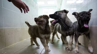 Сервис «Моспитомец» собрал самые интересные анкеты животных ко Дню щенков