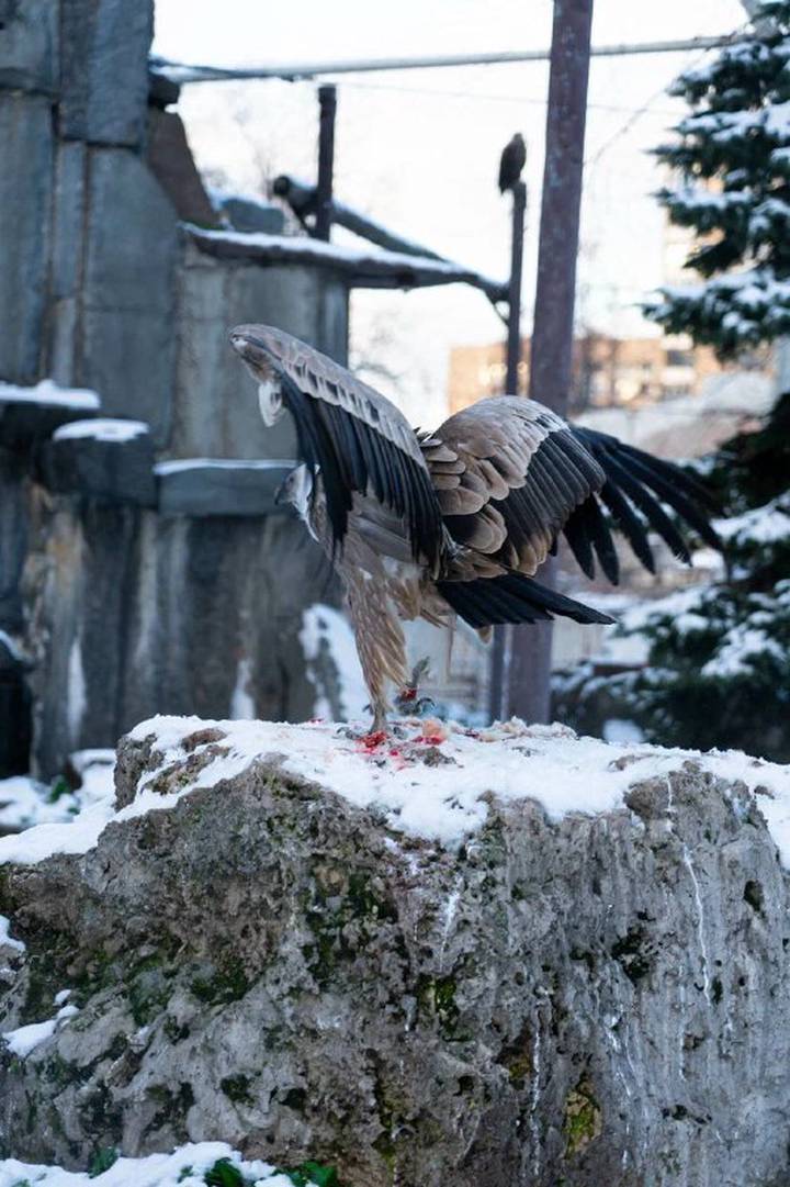 Фото: Telegram / Московский зоопарк 