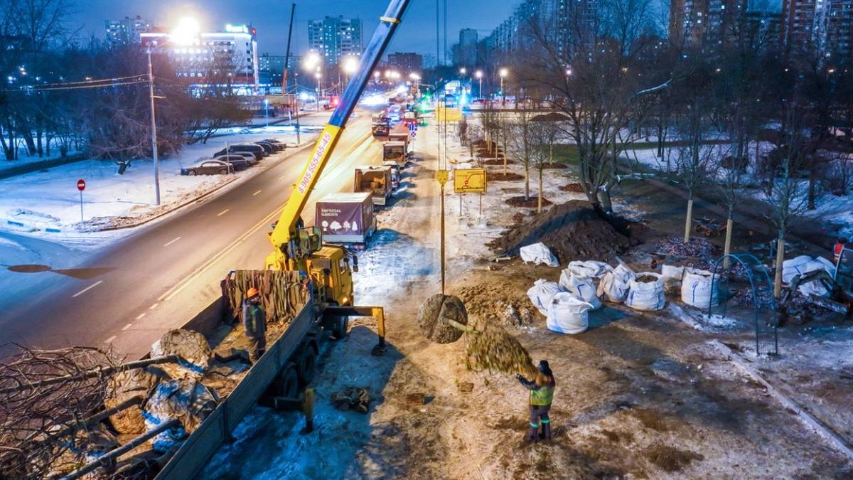 Высадка деревьев в рамках озеленения пространств и магистралей продолжается в Москве