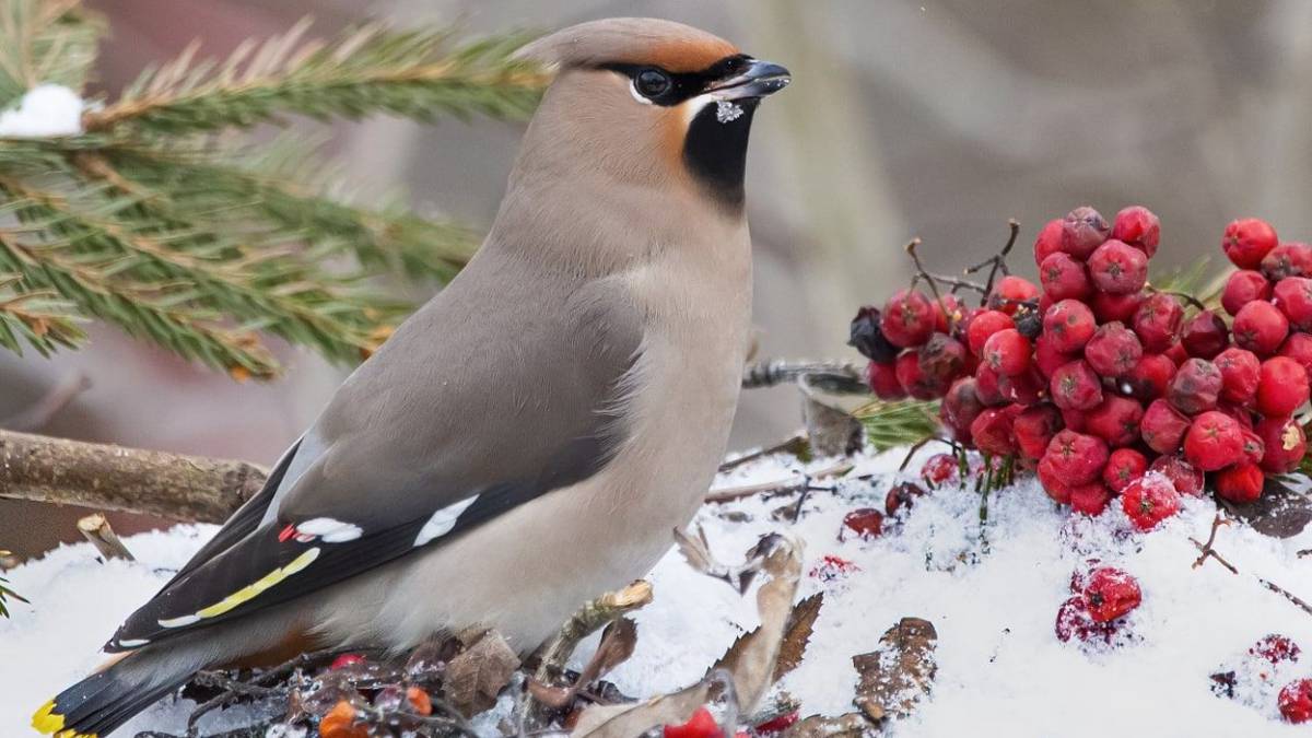 Около 90 видов птиц останутся зимовать в Москве