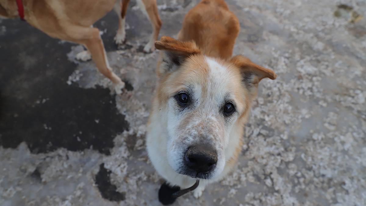 Две собаки погибли в результате поджога приюта для животных в Башкирии