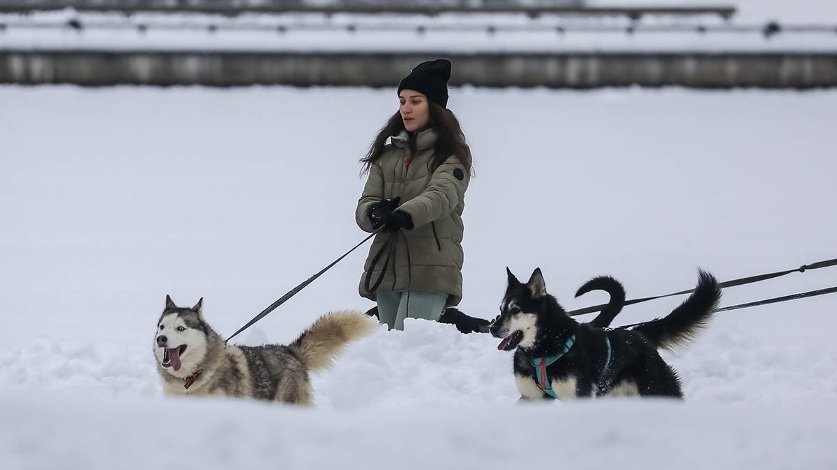 Кинолог сообщил, что чаще всего собак заводят в Москве