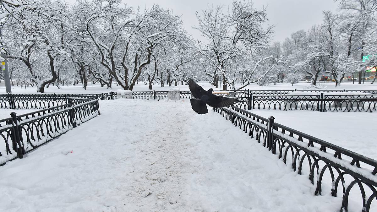 Москвичам рассказали о погоде в первые дни нового года