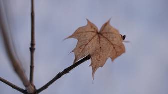 Юрист Русяев: Семье Усольцевых могут грозить статьи за мошенничество и ложный донос