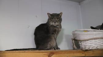 Какие анализы нужны для кошек с улицы