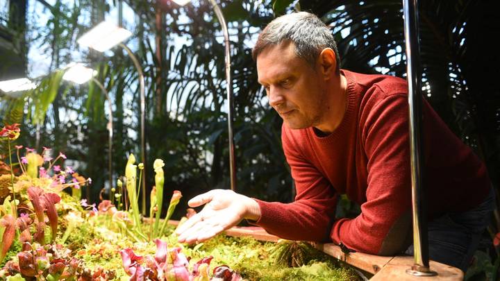 Виталий Аленкин рассказывает об уходе за хищными растениями в оранжерее «Аптекарского огорода»