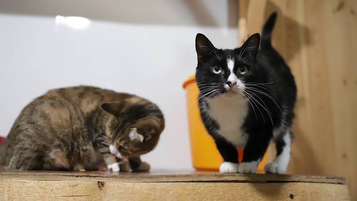 Названы семь вещей, которые ненавидят кошки