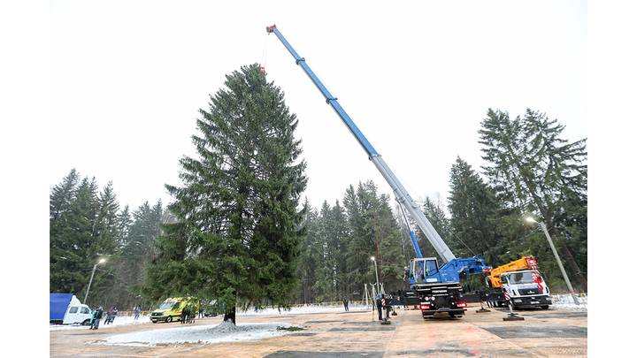 Главную новогоднюю ель России спилили в Волоколамске