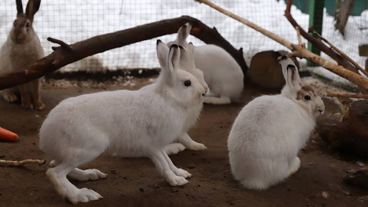 Редкие животные: кого можно встретить в столичных парках