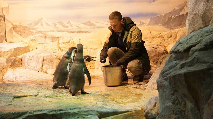 Кормление пингвинов в Московском зоопарке / Фото: Екатерина Алексеева / Вечерняя Москва
