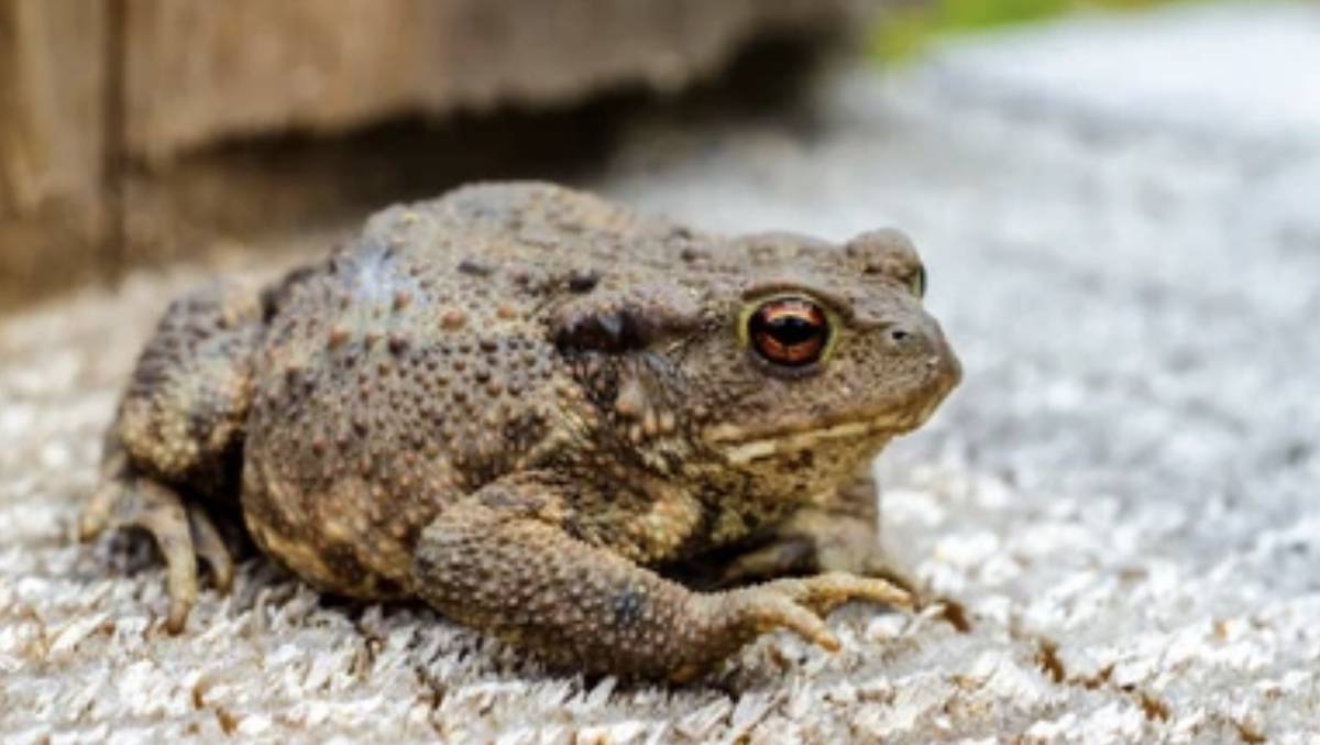 Крупнейшая в мире жаба попала на видео