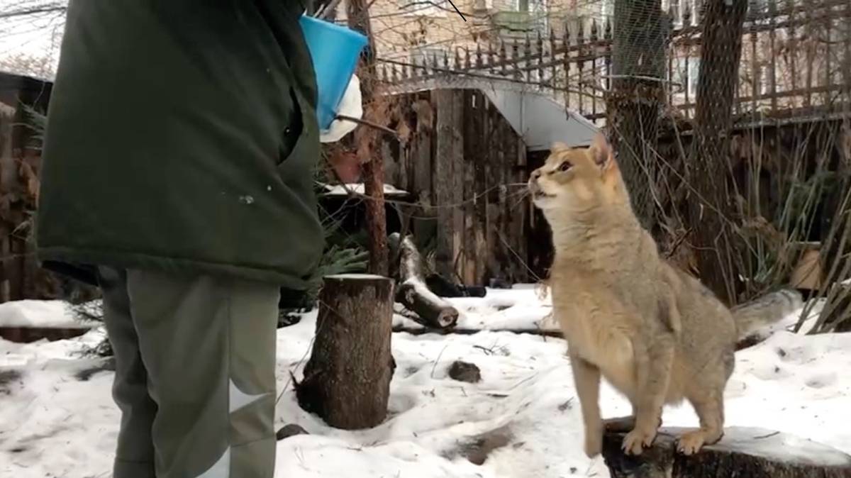 Непростой характер: Московский зоопарк рассказал про камышового кота Заури